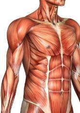 ab anaotomy ab anaotomy